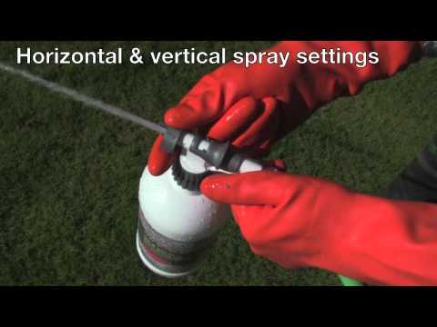 how to kill wall fungus