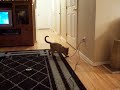 Tonka the Fetching Cat
