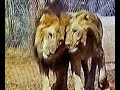 Lion reunion Christian full picture(HQ) Lion reunion Christian full picture(HQ)