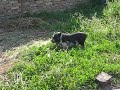 vietn�mi malac
