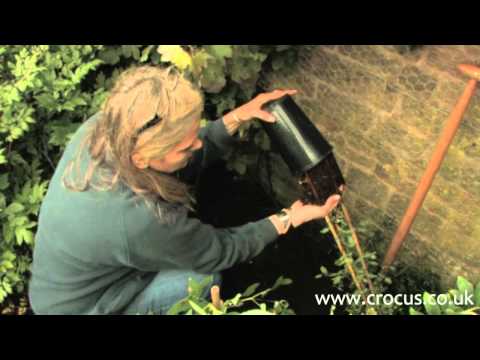 how to replant clematis