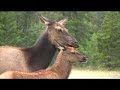 Elk Family Moment