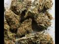 videos de parlo di ganja - Entics