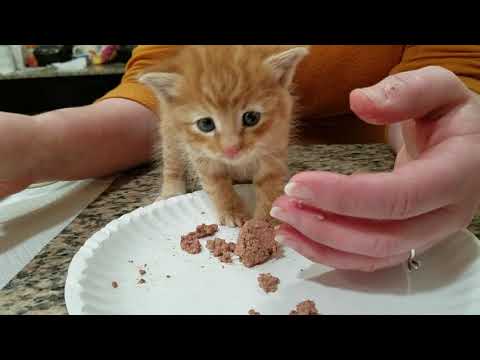Teaching a 4 week to 5 week old kitten to eat solid food - found a kitten - stabilizing them