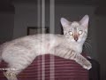 My-Cute-Kittens!