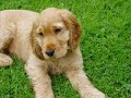 golden cocker spaniel pup