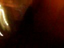 Un chien policier agresse un t�moin