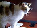 Sugar my cat barking like a dog