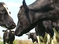 Bluetongue symptoms - bluetongue video 1