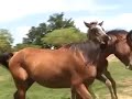 Khatire MMA and Southern Reyn Dance **Baby Sitter Wanted**