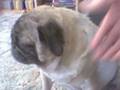 videos de The greatest Pug =D
