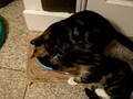 videos de Wilbur and the water dish, take 2