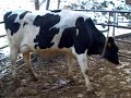 Penn-England Temptation 7H8163 daughter