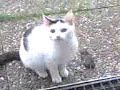 Gato catched a mouse