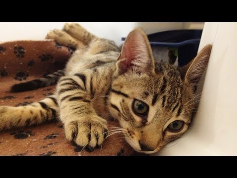 NEW KITTY!!