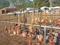 Baunei-5° sagra della carne di capra