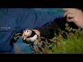 When puffins attack
