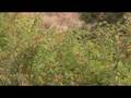 videos de Wildlife Refuge in AVCHD format