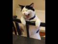 gatti simpatici