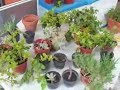 Giardinaggio - Varie talee Giardinaggio - Varie talee