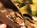 Carnivorous plant ate the mouse, including bones!!! Carnivorous plant ate the mouse, including bones!!!