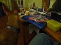 Singing Paharaoh Hound