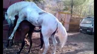 Horse mating, Cruzamento de cavalo Sete-Sois e I-Estrela Al-Maisan