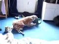 Gika - mascote dos Brasucas na Bélgica Gika - mascote dos Brasucas na Bélgica