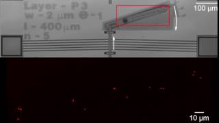 NIST Illuminates Transfer of Nanoscale Motion Through Microscale Machine