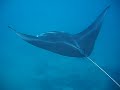 Hanauma Bay Manta