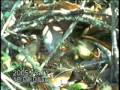 videos de Orange-crowned Warbler Nest