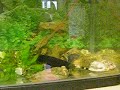 TROPICAL FISH