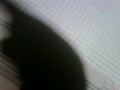 Vídeo da minha gata