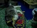 cat drug abuse .. cat gonna crazy