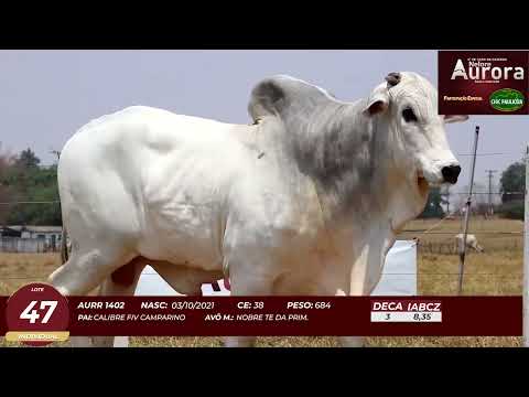 4� De Olho na Fazenda - NELORE AURORA participa��o Chico Paulic�ia