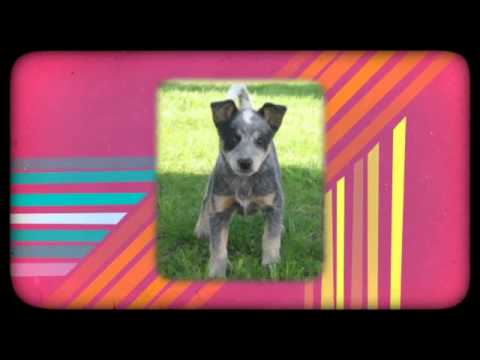 how to train blue heelers not to bite
