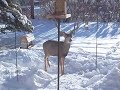 Deer in the yard
