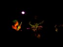 deerhoof 5