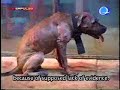 PAWS Dog Fight Case in the News PAWS Dog Fight Case in the News