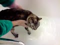 musky the bengal cat having a bath