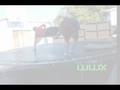 videos de WWX:Sean Lyle 1st Tron