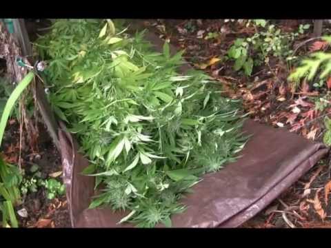 how to harvest outdoor pot plants