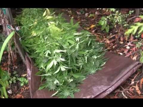 how to harvest outdoor cannabis plants