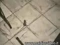 bellissimo topo nelle tette di una signora