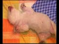 Flocke Nürnberger Eisbärbaby Flocke Nürnberger Eisbärbaby
