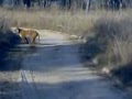 Wildlife in India - Tiger in Jim Corbett National Park ...