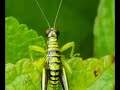insectos del urubamba