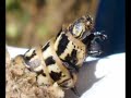 insectos del urubamba