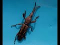 insectos del urubamba