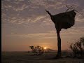 David Attenborough examines the social weavers, who live together in multimple nests. From the BBC.